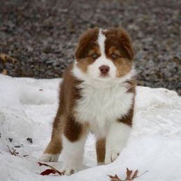 Australian Shepherd Puppies from NorthRidge Australian Shepherds