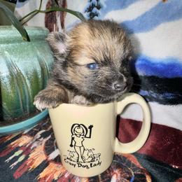 Spike - Chocolate sable male Pomeranian puppy in Knoxville, Tennessee from Thea's Puppies