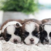 Maltipoo, Shichon, and Shihpoo Puppies from Timbercreek Puppies