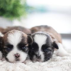 Maltipoo, Shichon, and Shihpoo Puppies from Timbercreek Puppies