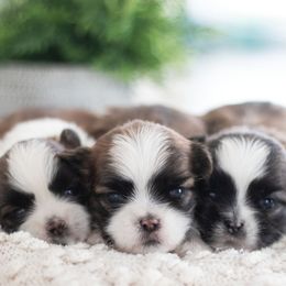 Maltipoo, Shichon, and Shihpoo Puppies from Timbercreek Puppies
