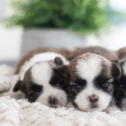 Maltipoo, Shichon, and Shihpoo Puppies from Timbercreek Puppies