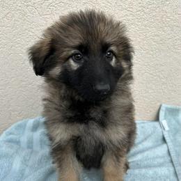 Fuchsia Collar Girl - Sable female German Shepherd puppy in Columbus, Mississippi from Olde Wolfe German Shepherds