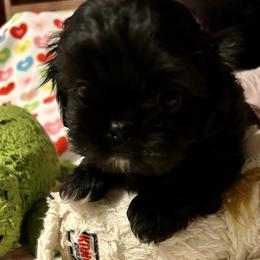 King - Black and white male Shih Tzu puppy in Victorville, California from Precioustzus