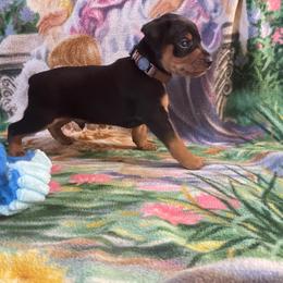 Kramer - Black and rust male Miniature Pinscher puppy in Lancaster, Missouri from White Stone Ranch