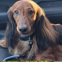 Viki - Dachshund