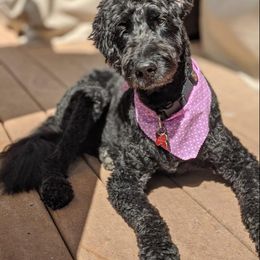 Goldendoodle, Poodle, and Sheepadoodle All Grown Up from Brewer's Goldendoodles & Sheepadoodles