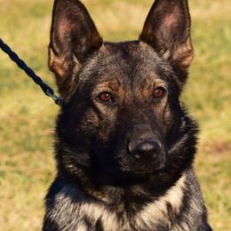 Maia - German Shepherd