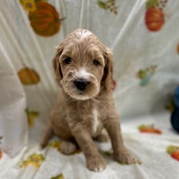 Cosmo - Apricot male Goldendoodle puppy in Salem, Oregon from Capital Doodles