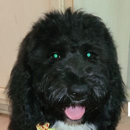 Goldendoodles from Parish Pups