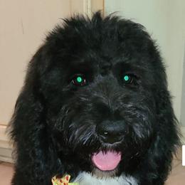 Goldendoodles from Parish Pups
