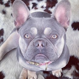 Tina - French Bulldog