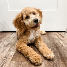 MJ - Red female Bernedoodle puppy in Flagstaff, Arizona from Gunstock Doodles