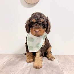 Bell - Chocolate female Australian Labradoodle puppy in Taylor, Michigan from Mi Best Doodle Ever, LLC