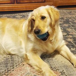 Nellie - Golden Retriever