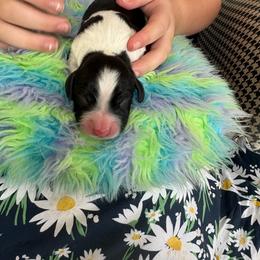 Duke - Black and white male English Springer Spaniel puppy in St Johnsbury, Vermont from Paradise Valley Springers