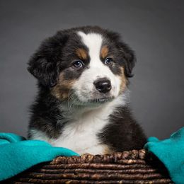 Australian Shepherd Puppies from Forevr Farm Australian Shepherds