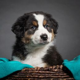 Australian Shepherd Puppies from Forevr Farm Australian Shepherds