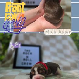 Mick Jagger Boy 2 - Liver white and tan male English Springer Spaniel puppy in Saginaw, Michigan from Kemerer Springers