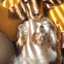 Lucia - Dachshund