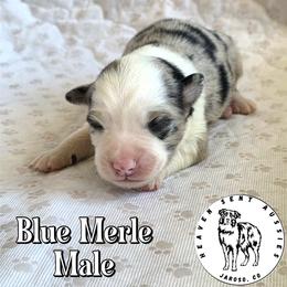 Vancouver - Blue merle male Toy Australian Shepherd puppy in Jaroso, Colorado from Heaven Sent Aussies
