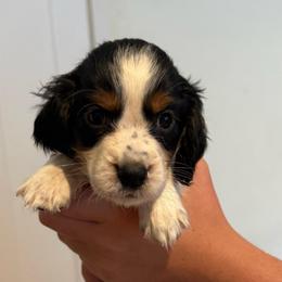 Girl 2 - Black white and tan female English Springer Spaniel puppy in Fort Meade, Florida from Lake in the Hills Springers