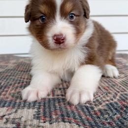 Fuji - Red tri-color female Australian Shepherd puppy in Kearney, Nebraska from Helix Aussies