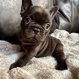Coco Puff - Liver male French Bulldog puppy in Billings, Montana from Yellowstone Frenchies