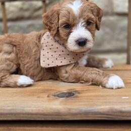 Rusty - Red  male Goldendoodle puppy in Leander, Texas from Doodle Doula
