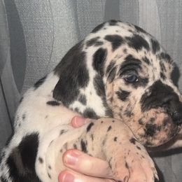 Great Danes from Arpin Great Danes