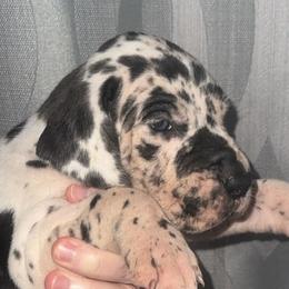 Great Danes from Arpin Great Danes