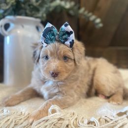 Aussiedoodles from Gall’s Doodle Ranch