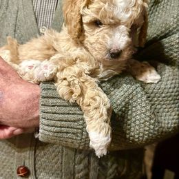 Cinnamon - Parti male Goldendoodle puppy in Kearneysville, West Virginia from Daydreamer