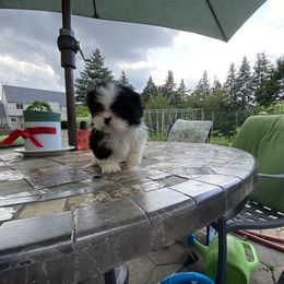 Girl 4"Bebe" - Shih Tzu puppy from "Shihtzu Best Friend"