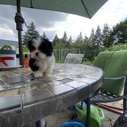 Girl 4"Bebe" - Shih Tzu puppy from "Shihtzu Best Friend"