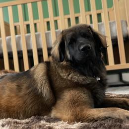 Adele - Leonberger