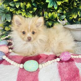 Kyra - Cream female Pomeranian puppy in Buck Valley, Pennsylvania from Buck Valley Pomeranians
