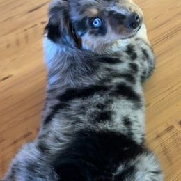 Australian Shepherds and Miniature Australian Shepherds from Heaven Sent Aussies