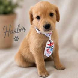 Harbor - Golden male Golden Retriever puppy in San Bernardino, California from Thegoldendreams1