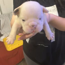 Bulldog Puppies from Hayzlett Family English Bulldogs