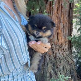 Hazel - Black and tan female Pomeranian puppy in Citrus Heights, California from Yev and Marina's Pomeranians (AKC)