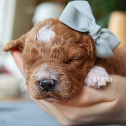 Monroe - Red  female Goldendoodle puppy in Salado, Texas from Red Ranch Dogs