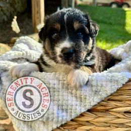 Orange collar - Black tri-color male Australian Shepherd puppy in Winston Salem, North Carolina from Serenity Acres Aussies