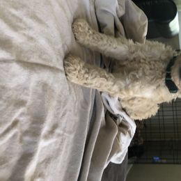 Aussiedoodle, Bernedoodle, and Poodle Puppies from Megan’s Spoiled Standards