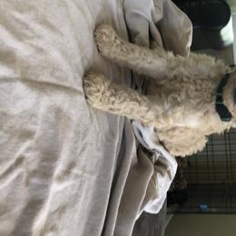 Aussiedoodle, Bernedoodle, and Poodle Puppies from Megan’s Spoiled Standards