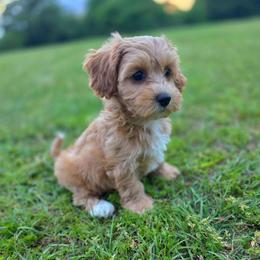 Juliet - female Cavapoochon puppy in Bullard, Texas from Cavapoochon Central LLC