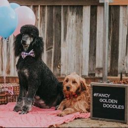 Goldendoodles and Poodles from Fancy Goldendoodles and Poodles