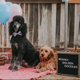 Goldendoodles and Poodles from Fancy Goldendoodles and Poodles