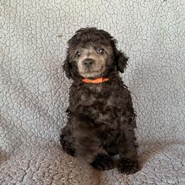 Turbo (orange) - Silver male Poodle puppy in Cabool, Missouri from Rafter B Farms