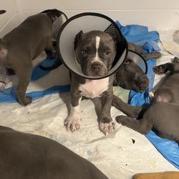 American Bully Puppies from M&M XL Bully Kennel